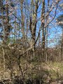 thumbnails/015-IMG_20240502_113050_491.jpg.small.jpeg